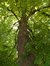Tilleul à larges feuilles – Bruxelles, Square Ambiorix, Marie Louise, Marguerite et avenue Palmerston, Square Marie-Louise –  23 Mai 2012