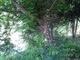 Ptérocaryer à feuilles de frêne – Bruxelles, Square Ambiorix, Marie Louise, Marguerite et avenue Palmerston, Square Marie-Louise –  23 Mai 2012