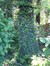 Japanse notenboom – Jette, Jules Lorgesquare –  25 Mei 2012
