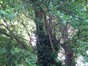 Japanse notenboom – Jette, Jules Lorgesquare –  25 Mei 2012
