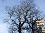Acer pseudoplatanus f. aureovariegatum – Ixelles, Square de Meeûs sur Ixelles –  09 Février 2012