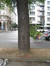 Orme champêtre – Bruxelles, Boulevard du Jardin Botanique –  19 Juillet 2012
