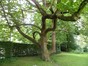 Magnolia acuminata – St.- Lambrechts - Woluwe, Maloupark –  29 Juni 2012