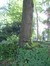 Tilleul à petites feuilles – Uccle, Parc Montjoie –  22 Août 2012