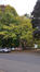 Catalpa commun