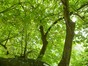 Magnolier de Soulange – Uccle, Avenue des Sorbiers, 3 –  18 Août 2012