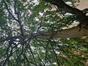 Nothofagus obliqua &ndash; Jette, Avenue de Levis Mirepoix, 100 &ndash;  11 Juin 2026