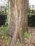 Acer saccharinum var. laciniatum – Uccle, Avenue Montjoie, 200 –  10 Décembre 2012