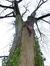 Acer saccharinum var. laciniatum – Uccle, Avenue Montjoie, 200 –  10 Décembre 2012