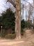 Gewone acacia – Vorst, Park van Vorst –  04 April 2013