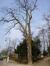 Gewone acacia – Vorst, Park van Vorst –  04 April 2013