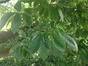 Magnolia sp – Berchem-Sainte-Agathe, Avenue René Comhaire, 59 –  02 Août 2013