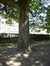 Erable sycomore – Molenbeek-Saint-Jean, Parc des Muses, parc public –  05 Août 2013