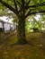 Cerisier du Japon, Square Armand Steurs,  14 Août 2013