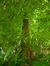 Tilleul à larges feuilles – Uccle, Avenue Fond'Roy, 126 –  03 Septembre 2013