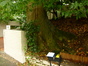 Chêne pédonculé – Uccle, Rue de Percke, 70 –  04 Octobre 2013