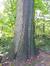 Chêne rouge d'Amérique – Uccle, Parc Fond'Roy –  18 Octobre 2013
