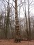 Erable sycomore – Uccle, Forêt de Soignes, Boendael II –  01 Janvier 2014