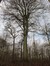 Hêtre d'Europe – Uccle, Forêt de Soignes, Boendael II –  01 Janvier 2014