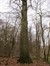 Chêne pédonculé – Uccle, Forêt de Soignes, Boendael IV –  01 Janvier 2014