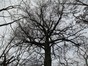 Chêne pédonculé – Uccle, Forêt de Soignes, Boendael IV –  01 Janvier 2014