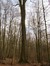 Frêne commun – Uccle, Forêt de Soignes, Boendael IV –  01 Janvier 2014