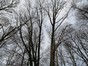 Chêne rouge d'Amérique – Uccle, Forêt de Soignes, Boendael III –  01 Janvier 2014
