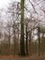 Hêtre d'Europe – Uccle, Forêt de Soignes, Boendael III –  01 Janvier 2014