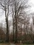 Hêtre d'Europe – Uccle, Forêt de Soignes, Boendael I –  01 Janvier 2014