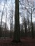Hêtre d'Europe – Uccle, Forêt de Soignes, Boendael IV –  01 Janvier 2014