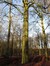 Hêtre d'Europe – Uccle, Forêt de Soignes, Boendael VIII –  01 Janvier 2014