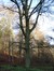 Chêne pédonculé – Watermael-Boitsfort, Forêt de Soignes, Bonnier 0 –  01 Janvier 2014