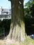 Chêne rouge d'Amérique – Bruxelles, Parc d'Egmont –  21 Août 2013