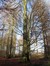 Hêtre d'Europe – Watermael-Boitsfort, Forêt de Soignes, Bonnier VII –  01 Janvier 2014