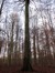 Hêtre d'Europe – Uccle, Forêt de Soignes, Infante VI –  01 Janvier 2014