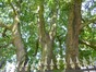 Chêne de Turner – Bruxelles, Parc d'Egmont, Place du Petit Sablon, 8 –  22 Août 2013