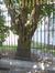 Chêne de Turner – Bruxelles, Parc d'Egmont, Place du Petit Sablon, 8 –  22 Août 2013