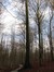 Hêtre d'Europe – Uccle, Forêt de Soignes, Infante VI –  01 Janvier 2013