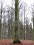 Hêtre d'Europe – Uccle, Forêt de Soignes, Infante I –  01 Janvier 2014