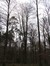 Hêtre d'Europe – Uccle, Forêt de Soignes, Infante II –  01 Janvier 2014