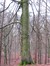 Hêtre d'Europe – Uccle, Forêt de Soignes, Infante II –  01 Janvier 2014
