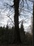 Hêtre d'Europe – Uccle, Forêt de Soignes, Saint-Hubert I –  01 Janvier 2014