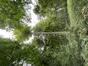 Hêtre d'Europe – Uccle, Forêt de Soignes, Saint-Hubert III –  23 Septembre 2025