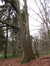 Chêne pédonculé – Uccle, Forêt de Soignes, Saint-Hubert V –  01 Janvier 2014