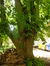 Tilleul à larges feuilles – Woluwé-Saint-Pierre, Parc Parmentier –  14 Mai 2014