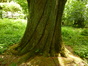 Chêne rouge d'Amérique – Woluwé-Saint-Pierre, Parc Parmentier –  20 Mai 2014