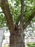 Cerisier du Japon – Jette, Rue Bonaventure, 10 –  03 Juin 2014
