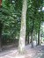 Platane à feuille d'érable – Woluwé-Saint-Lambert, Parc de Roodebeek - partie Sud –  11 Juin 2014