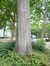 Chêne rouge d'Amérique – Koekelberg, Parc Elisabeth –  18 Juin 2014