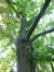 Chêne rouge d'Amérique – Uccle, Cimetière du Dieweg –  07 Juillet 2014